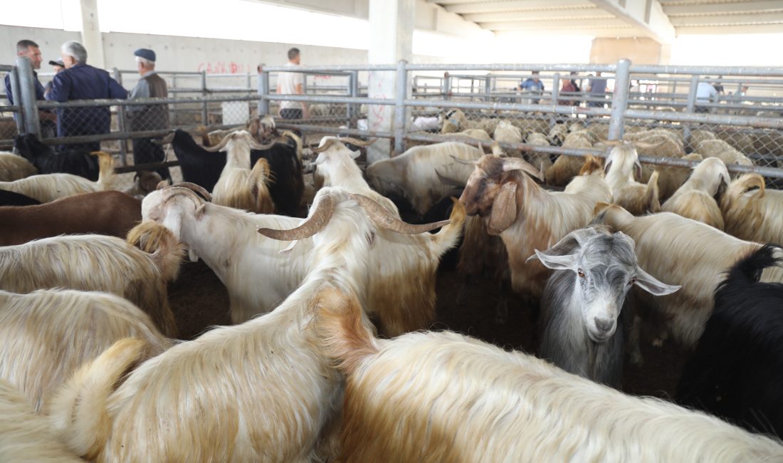 ANKARA (AA) – Çubuk ilçesinde, Kurban Bayramı'na sayılı günler kala