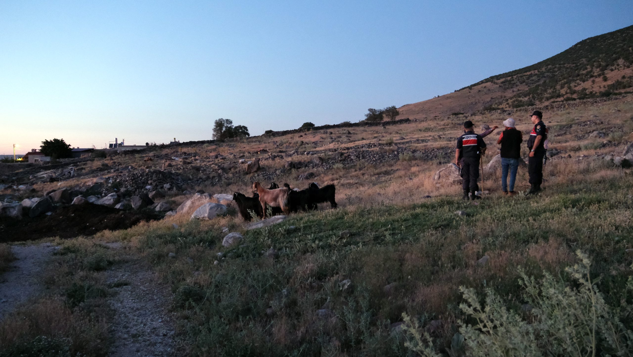 KONYA (AA) – Konya'nın Karapınar ilçesinde kaybolan keçiler, dron desteğiyle