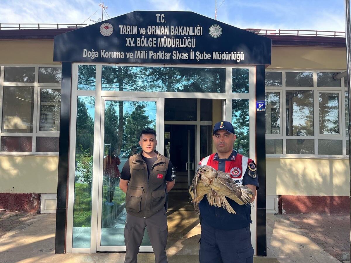 SİVAS (AA) – Sivas'ın Altınyayla ilçesinde jandarma ekiplerince doğada yaralı