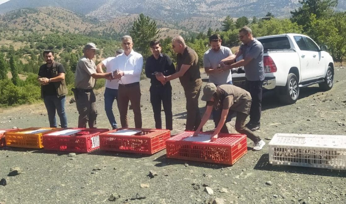 KONYA (AA) – Konya'nın Derebucak ilçesinde doğaya kınalı keklikler salındı.