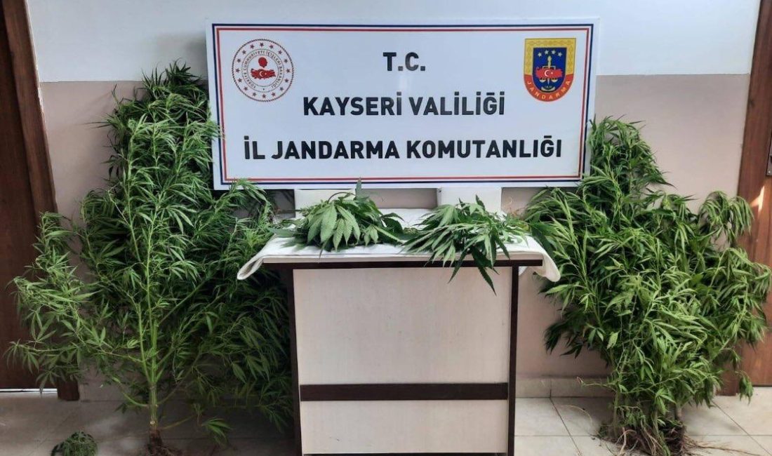 KAYSERİ (AA) – Kayseri'nin Pınarbaşı ve Yahyalı ilçelerinde Hint keneviri