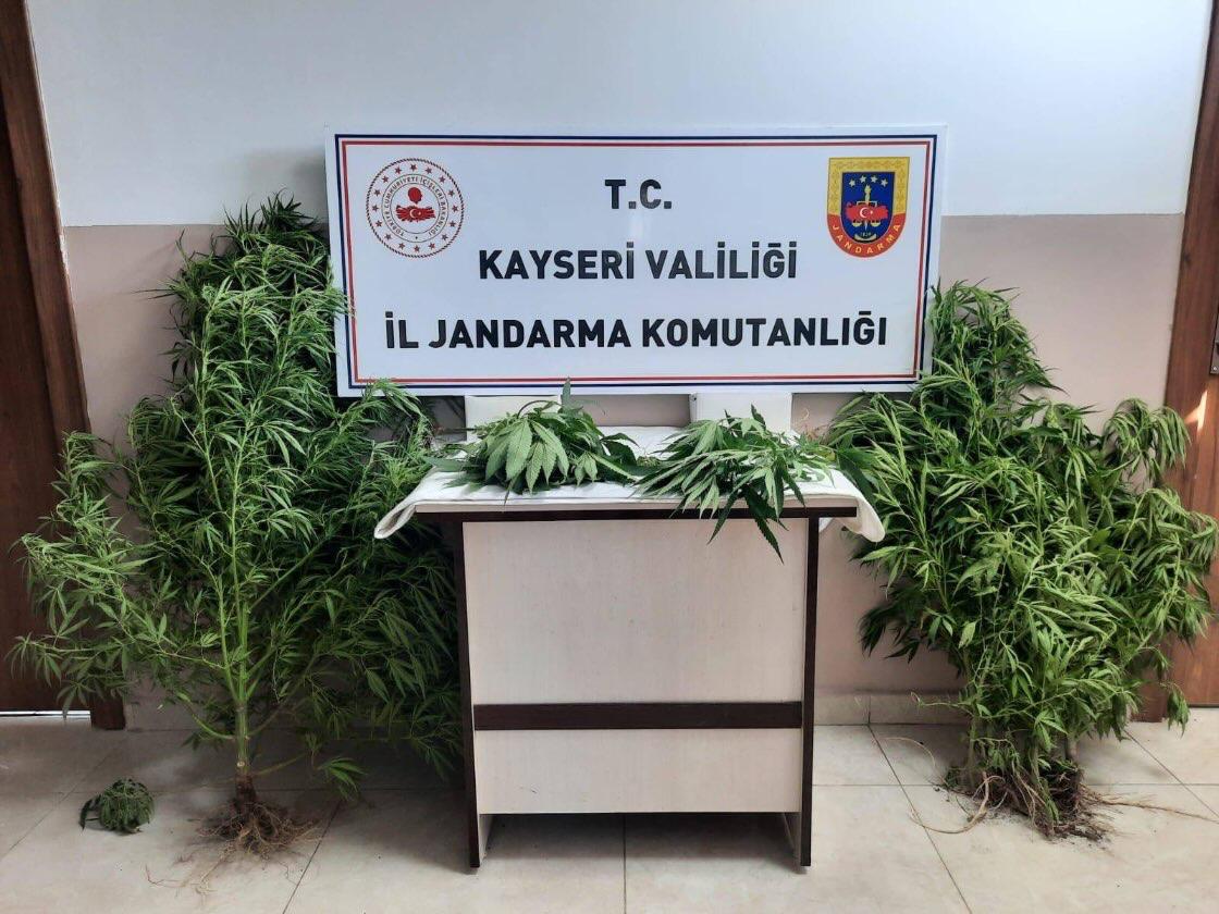 KAYSERİ (AA) – Kayseri'nin Pınarbaşı ve Yahyalı ilçelerinde Hint keneviri