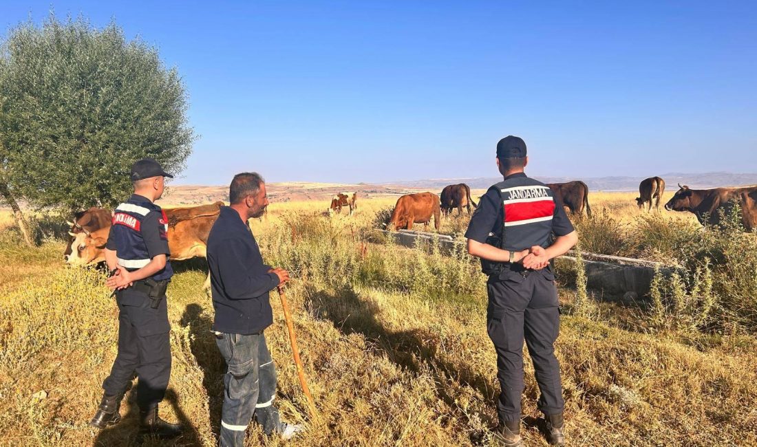 KAYSERİ (AA) – Kayseri'nin Bünyan ilçesinde merada kaybolan 10 büyükbaş