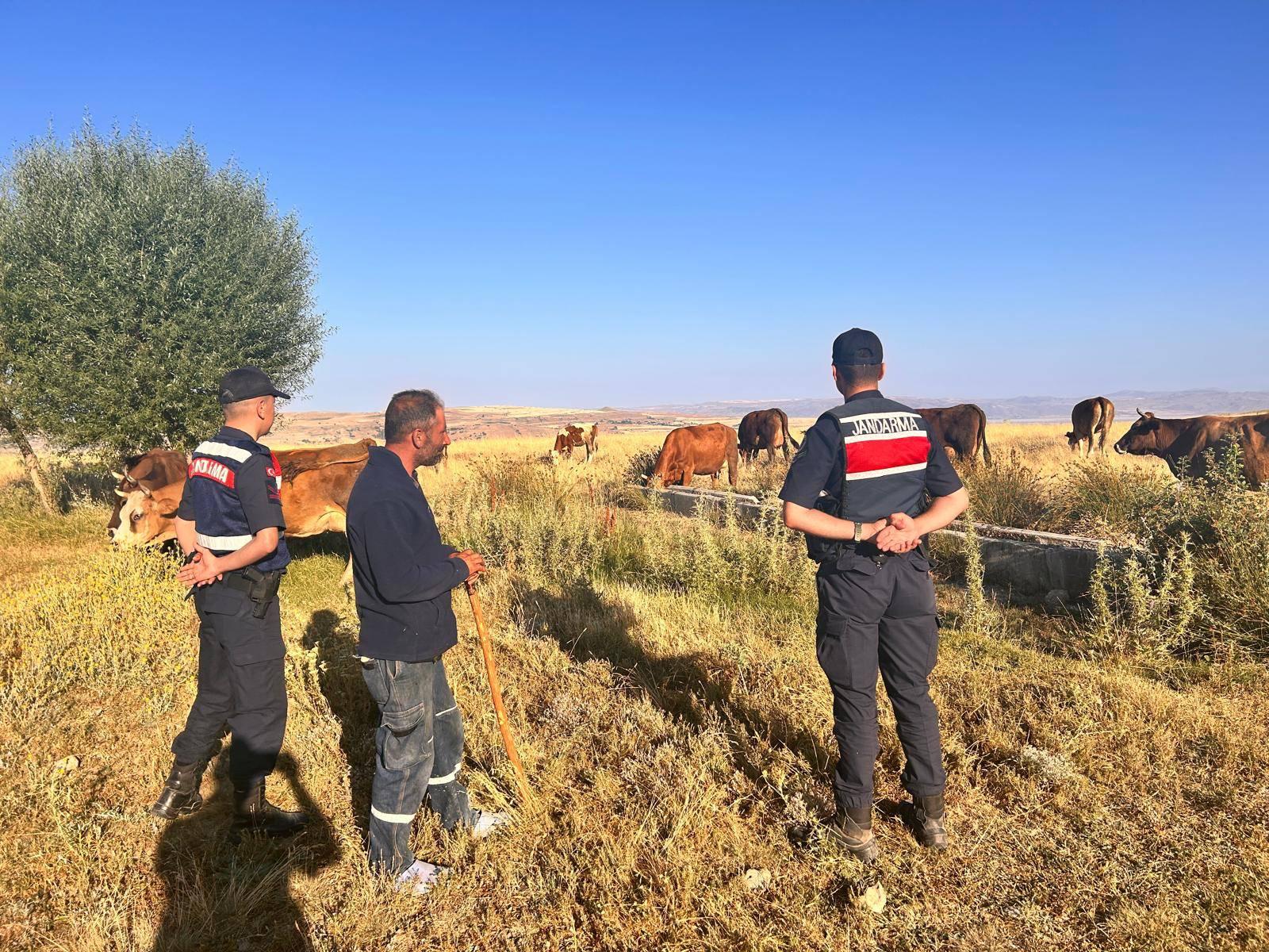 KAYSERİ (AA) – Kayseri'nin Bünyan ilçesinde merada kaybolan 10 büyükbaş