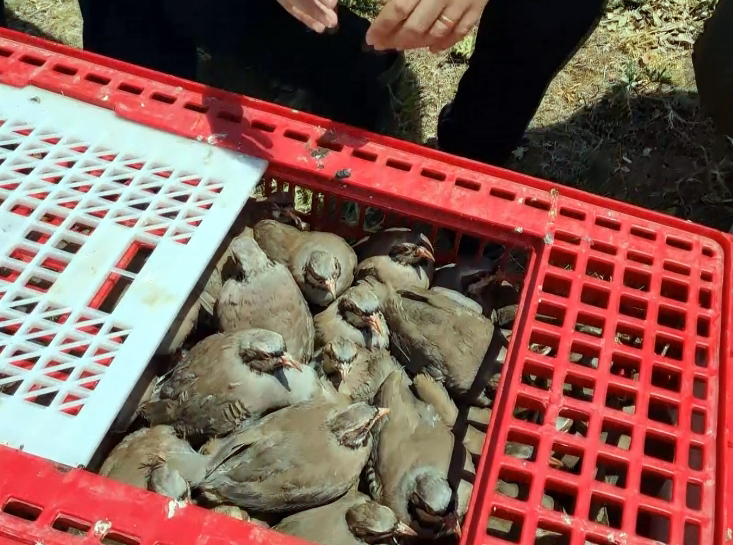 KIRIKKALE (AA) – Kırıkkale'de Doğa Koruma ve Milli Parklar Şube