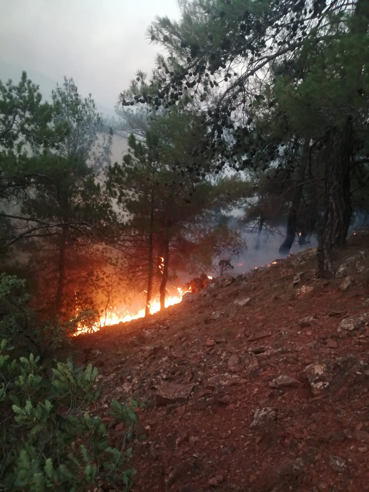 ANKARA (AA) – Ankara'nın Nallıhan ilçesinde ormanlık alanda yıldırım isabet