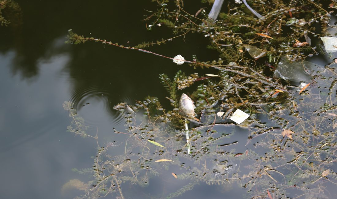 ESKİŞEHİR (AA) – Eskişehir'de kent merkezinden geçen Porsuk Çayı'nda balık