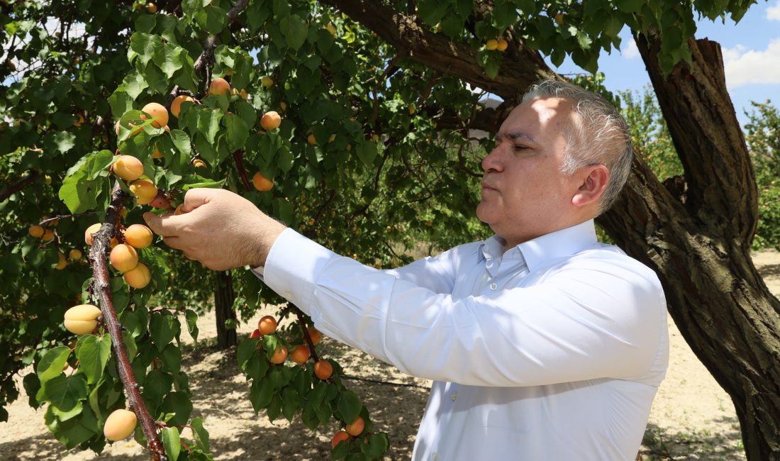 SİVAS (AA) – Türkiye'de kayısı üretiminde 10'uncu sırada yer alan
