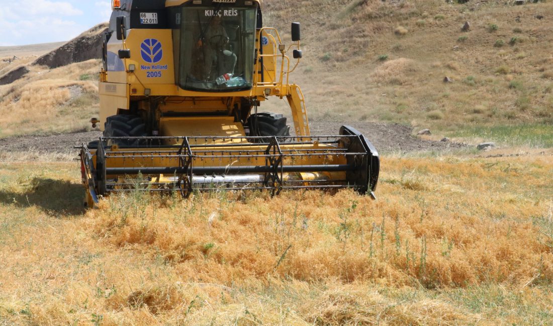 YOZGAT (AA) – Yozgat'ta deneme ekimi yapılan yeşil mercimek yerli