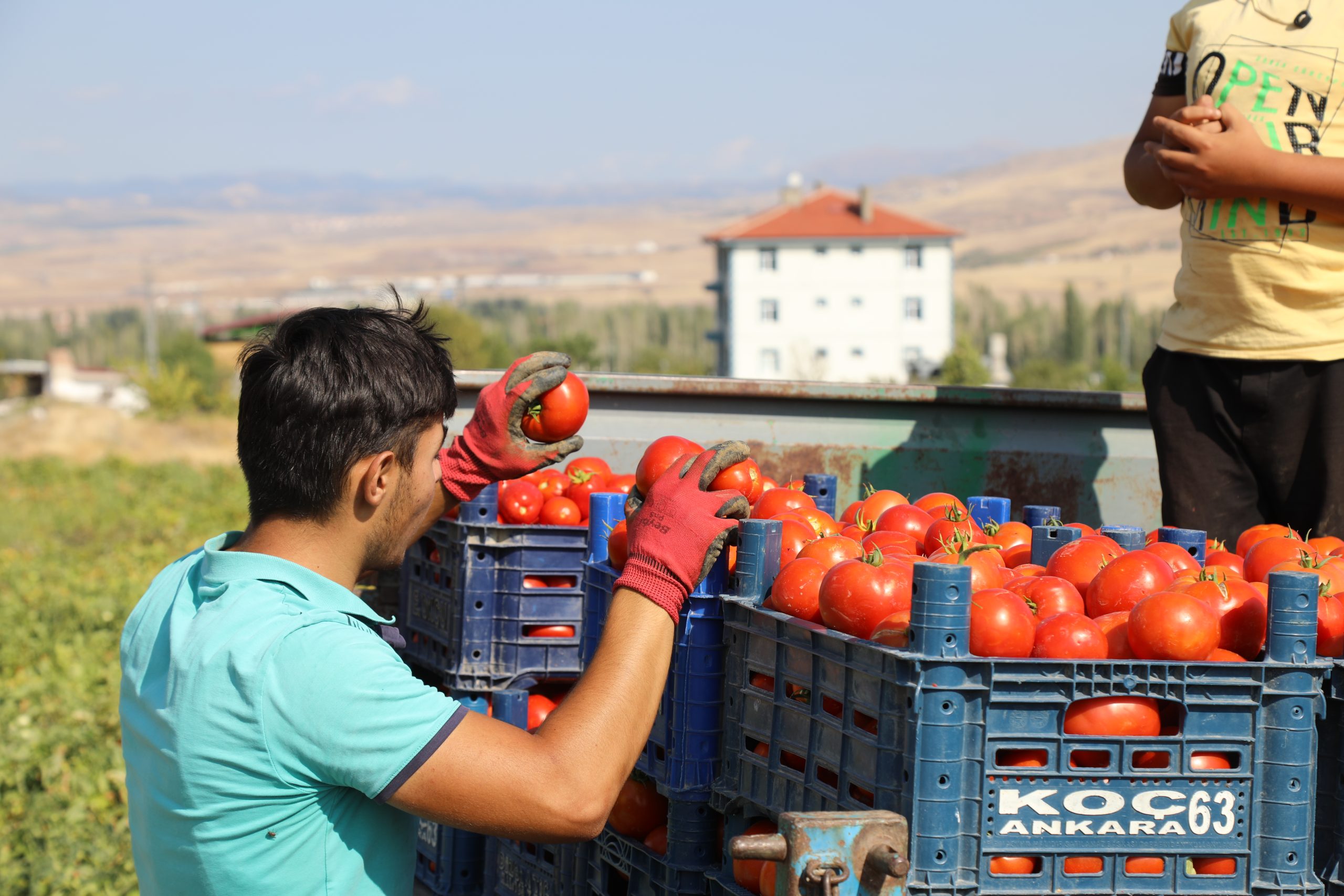 ANKARA (AA) – Ankara'nın Çubuk ilçesinde domates hasadı sürüyor. Domates