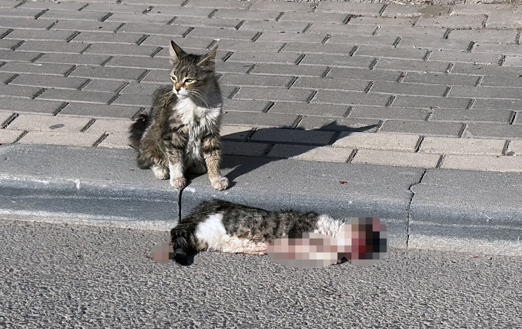 SİVAS (AA) – Sivas'ta sahipsiz kedi yavrusunun, araç çarparak telef