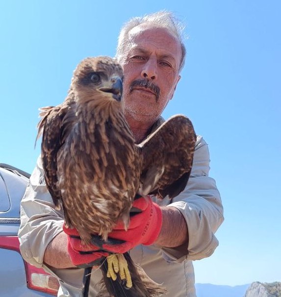 YOZGAT (AA) – Yozgat'ta yaralı halde bulunan şahin, tedavisinin ardından