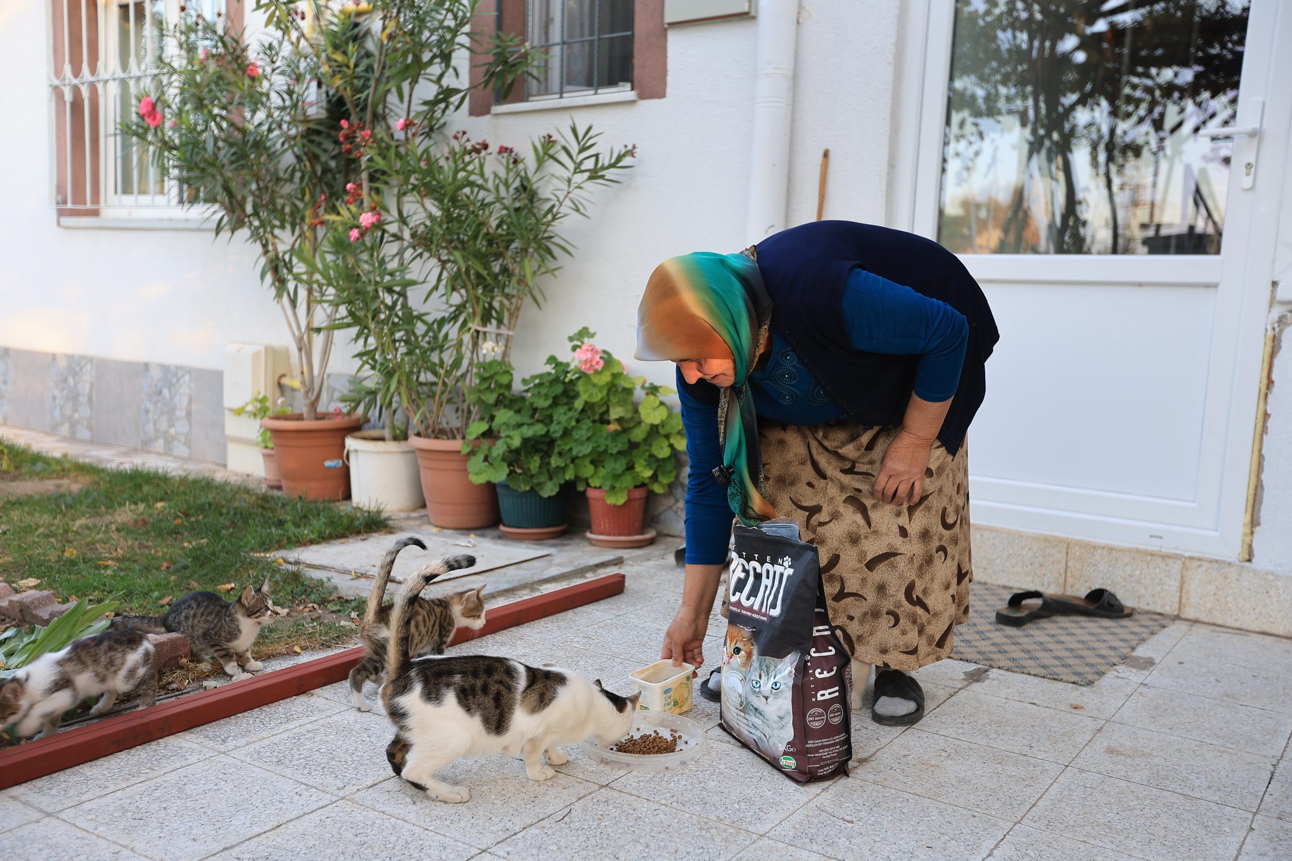 KAYSERİ (AA) – Kayseri Büyükşehir Belediyesi, evinin bahçesinde beslediği kediler