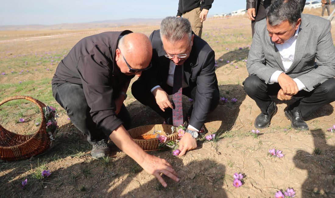 ESKİŞEHİR (AA) – Eskişehir'de 112 dekarlık alanda ekimi yapılan safranın