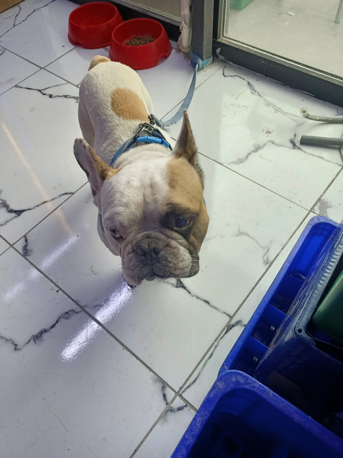 KAYSERİ (AA) – Kayseri'de elinde tuttuğu köpeği aydınlatma direğine vuran