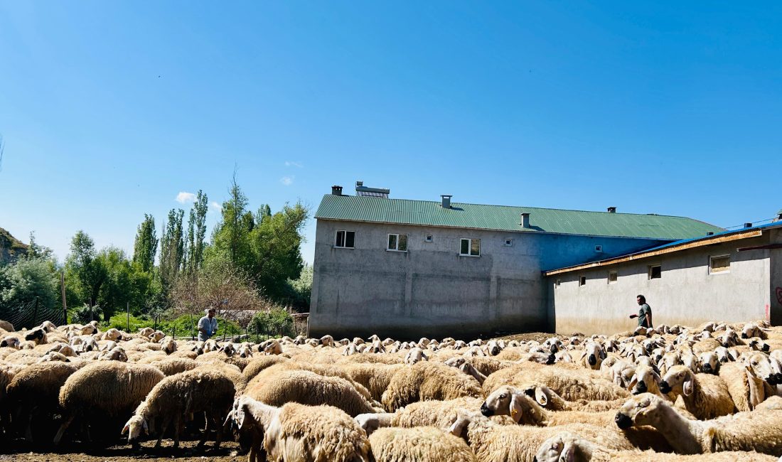 SİVAS (AA) – Ulaş İlçe Tarım ve Orman Müdürlüğü, 2024