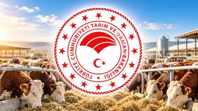 2027 yılı besilik sığır ithalatı için başvurular başladı. Yetiştiriciler, 16